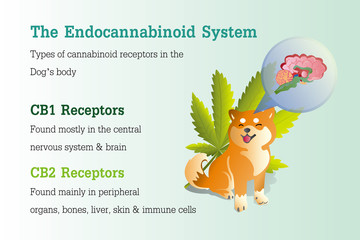 the Endocannabinoid system of dog,effect on body,vector infographic on white background.