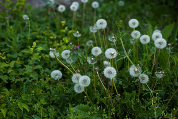 Dandelions on a green meadow in a forest