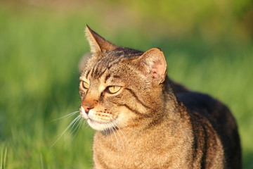 Kopf einer Hauskatze