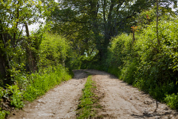 Forest road / trail in spring