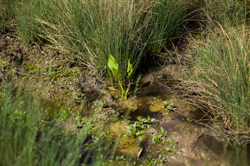 plant in a small stream in the mountain