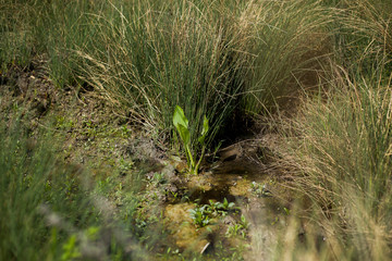 plant in a small stream in the mountain