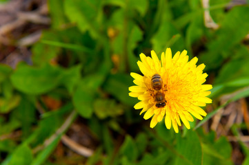 Bee collects nectar on the yellow dandelion