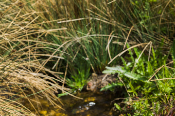 Spider web on grass over stream