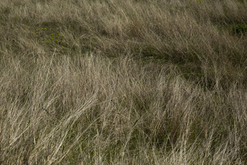Fototapeta premium Close up meadow with hay