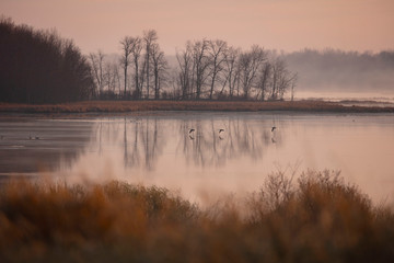 Fototapeta premium Wisconsin countryside under fog, sunrise spring, morning sun