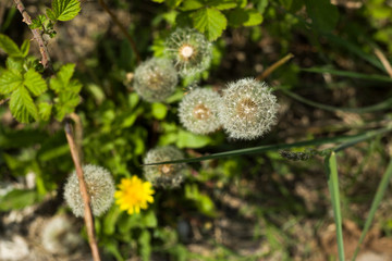 Dandelions