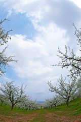 White fruit flower on the trees