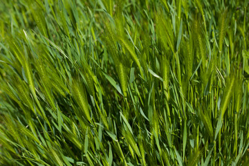 Close up green field with barley