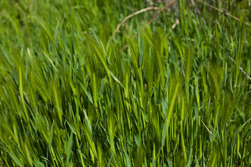 Fototapeta na wymiar Close up green field with barley