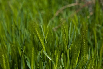 Obraz premium Close up green field with barley
