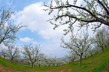 Obraz premium White fruit flower on the trees
