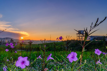 Mexican petunia (Ruellia brittoniana)