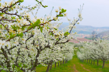 White fruit flower on the trees