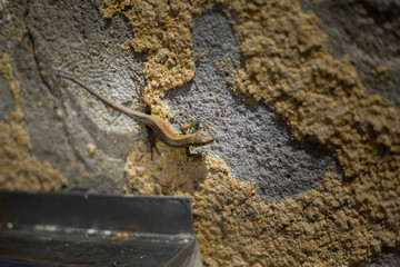 A small lizard on an adobe wall 