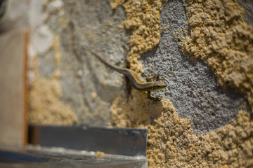 A small lizard on an adobe wall 
