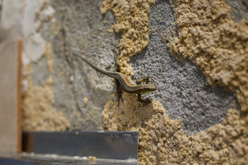 A small lizard on an adobe wall 
