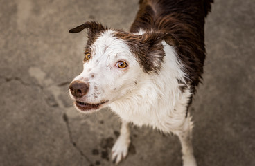 Fototapeta premium Happy, excited, and wet Border Collie dog looking up at the camera after a bath
