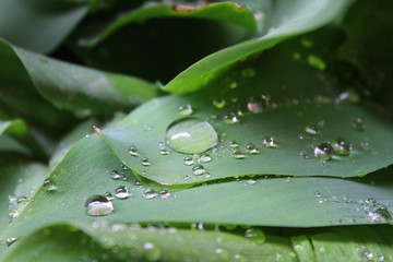 Dew, water drops on the leaves of Convallaria majalis common Lily of the valley 