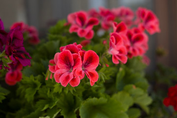 Pelargonium flowers closeup. Garden pelargonium or Pelargonium zonale.