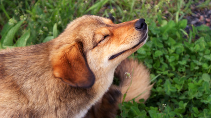 beautiful red dog happy dog smiling