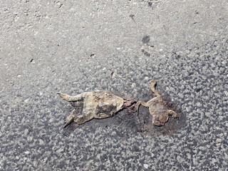 Zwei überfahrene Erdkröten auf einer Straße