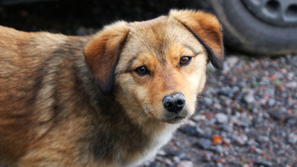 beautiful red dog, homeless dog with sad eyes looks at you