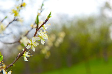 White fruit flower on the trees