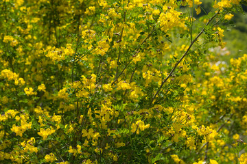 Yellow flower bush in a forest