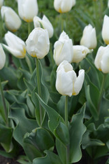 Tulip Coquette