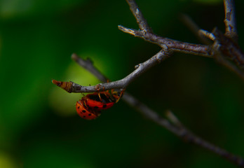 Obraz premium bug on a leaf
