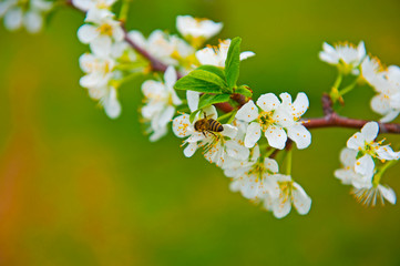 Fototapeta premium Bee on a white flower 