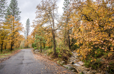 A road next to a stream in Castle Crags State Park in Northern California during autumn, with trees changing to orange and yellow and leaves falling to the ground