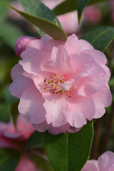 Camellia Spring Festival