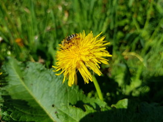 Biene auf einer gelben Blüte