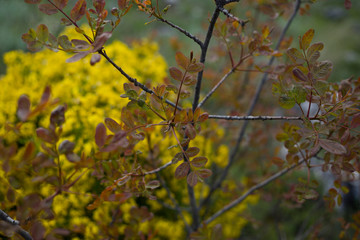 Mountain shrubs in the spring