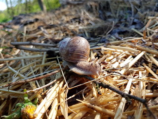 Weinbergschnecke mit Schneckenhaus