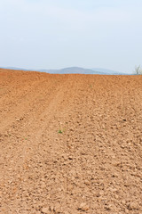 Land and young green wheat