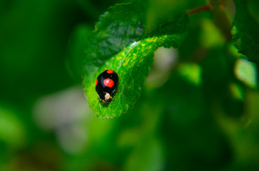 ladybug on a leaf