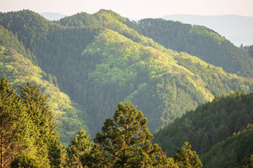 Green forested mountainside with late afternoon light