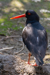 uccello nero