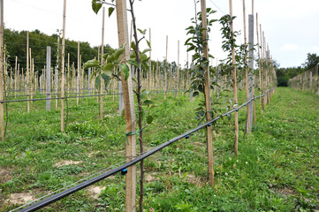 Drip irrigation in the orchard