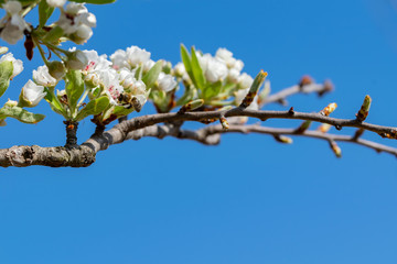 Tree in full flowering. Spring sunny day.