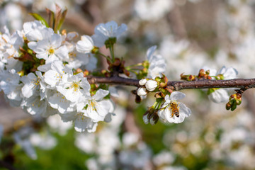 Fototapeta premium fiori bianchi