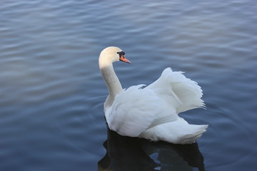 Naklejka premium Schwan bei der Balz