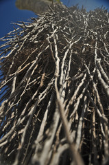 Ra&iacute;zes do C&eacute;u