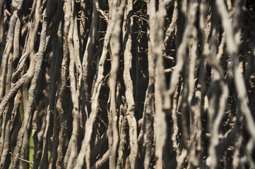 Ra&iacute;zes da Praia