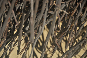 Ra&iacute;zes da Praia