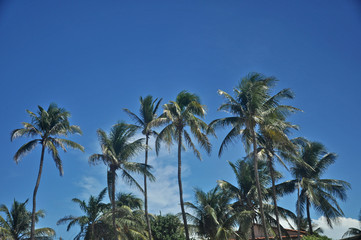 Palmeiras de Genipabu