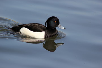 Eine Reiherente auf einem See